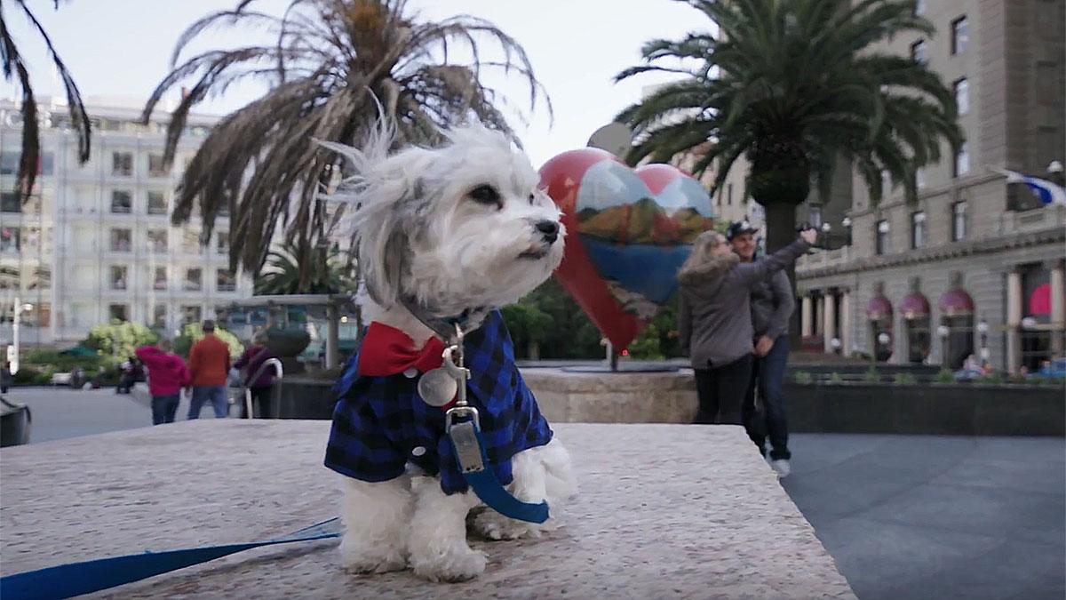 Hunden Buster är inte vilken hund som helst - han är chef för sin verksamhet på lyxhotellet Nikko i San Francisco. (Foto: Skärmdump från Youtube)