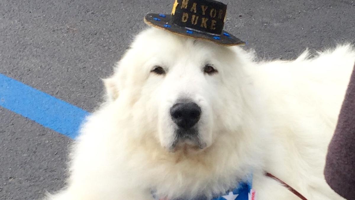 Hunden Duke har för tredje gången i rad fått förnyat förtroende som borgmästare i den lilla amerikanska staden med 1 000 invånare. (TT)