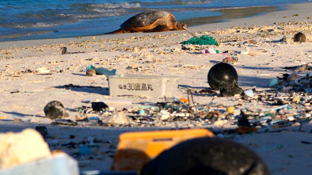 En grön havssköldpadda tar igen sig på stranden i den norra delen av Hawaiiöarna. Omgiven av plastskräp som människan förbrukat och dumpat i havet. (Foto: TT)