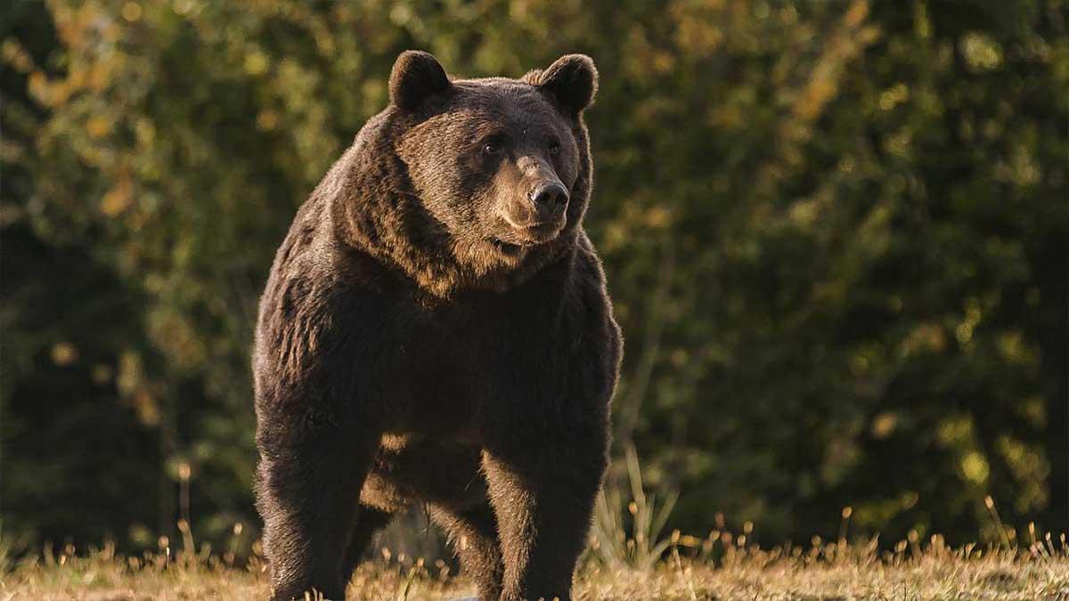 Arthur björn