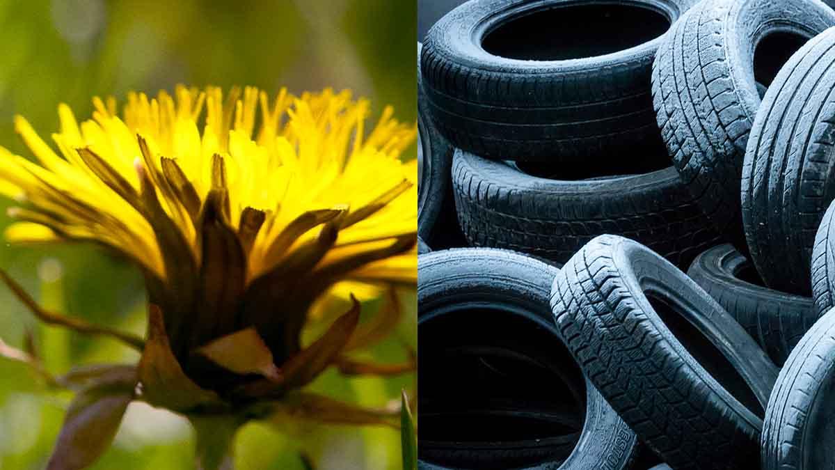 Hållbara däck kan göras av maskrosor
