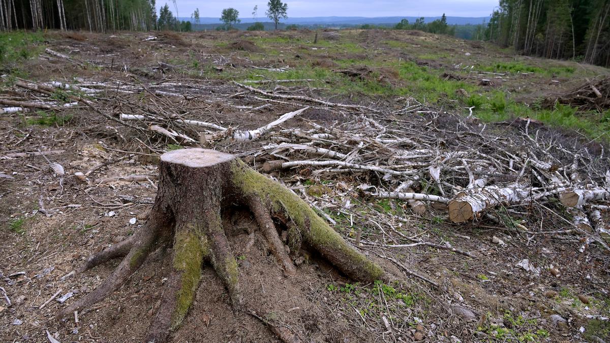 EU vill hindra avskogning genom ett nytt lagförslag.