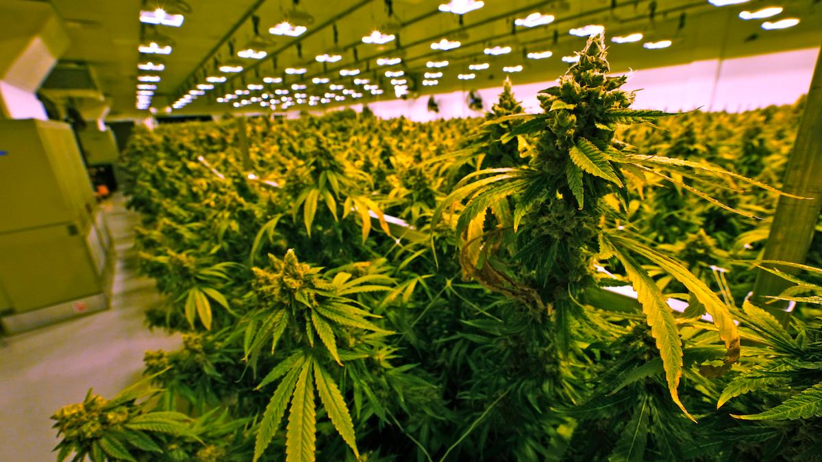 Tysklands nya koalitionsregering meddelade förra månaden att de planerar att legalisera cannabis