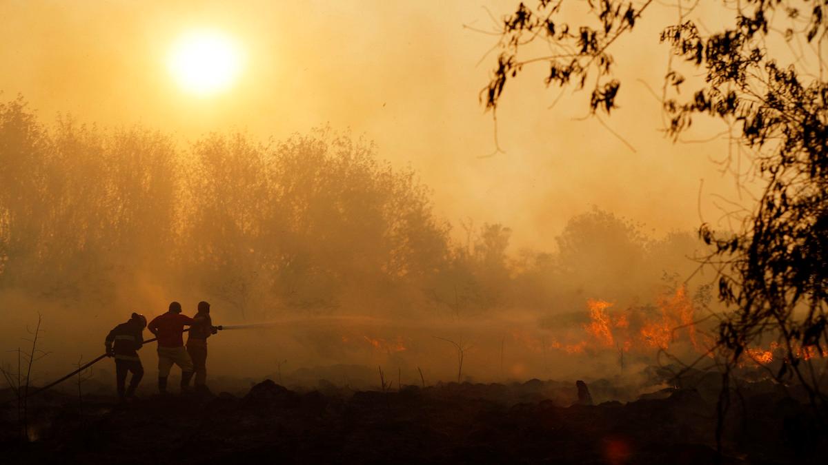 Skogsbränder står för 1,76 miljarder ton koldioxid i atmosfären i år.