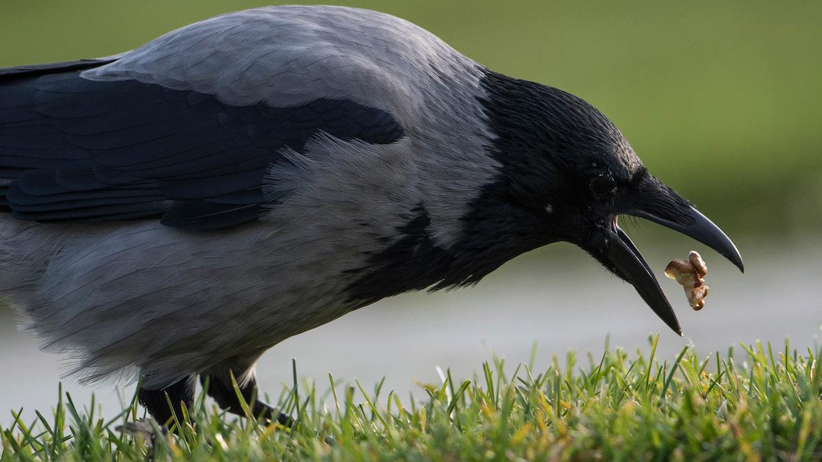 I ett pilotprojekt ska kråkfåglar tränas i att plocka fimpar på gatorna i Södertälje