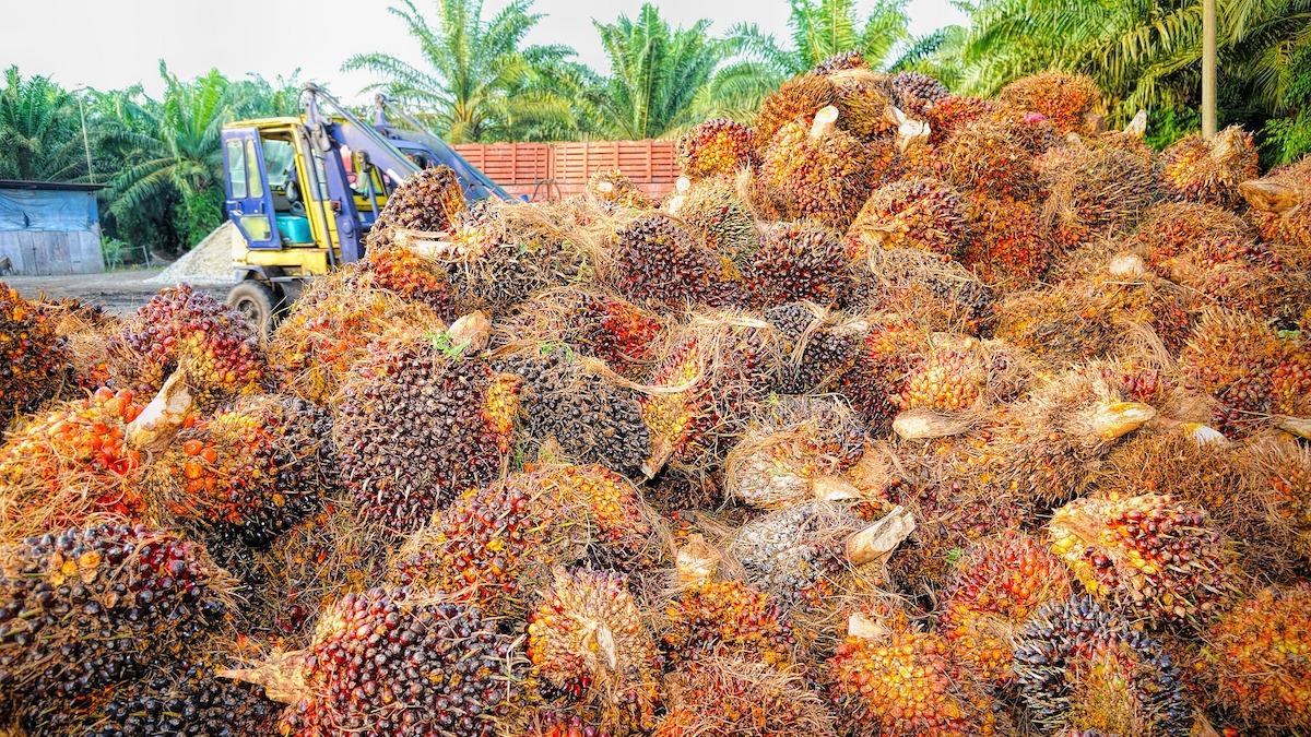 Indonesien är en av världens största producenter av palmolja. De ökande livsmedelspriserna har blivit en viktig politisk fråga i landet och nu ska den indonesiska polisen övervaka produktionen och distributionen av matolja