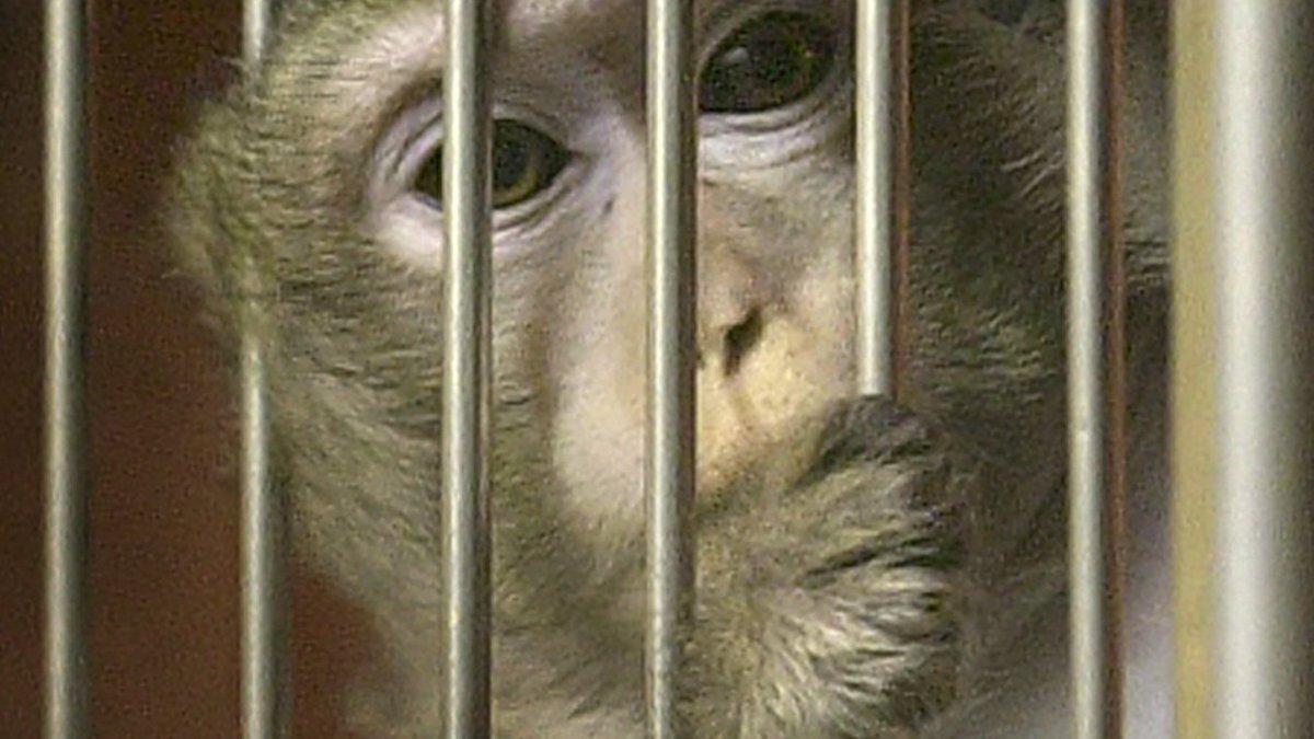En före detta primatforskare vill nu stänga ned alla primatforskningscenter i USA, apor är väldigt lika människor och försöksdjur som transporteras till olika länder kan bära på smitta.