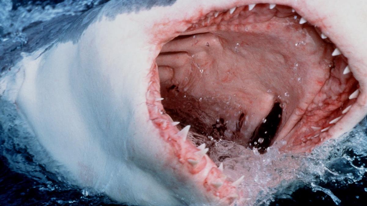 Så överlever du attack av en haj – eller undviker den