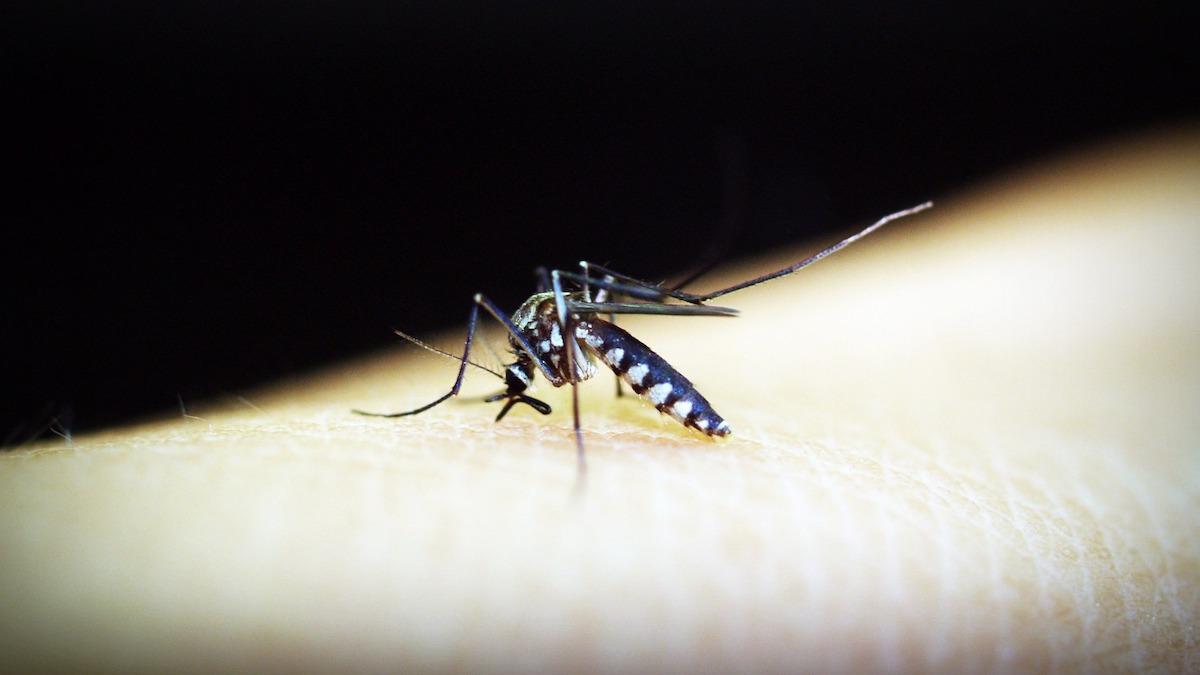 Ett vaccin med potential att kunna utrota malaria skulle kunna godkännas redan nästa år om inte finansieringen för fortsatt forskning dras in.