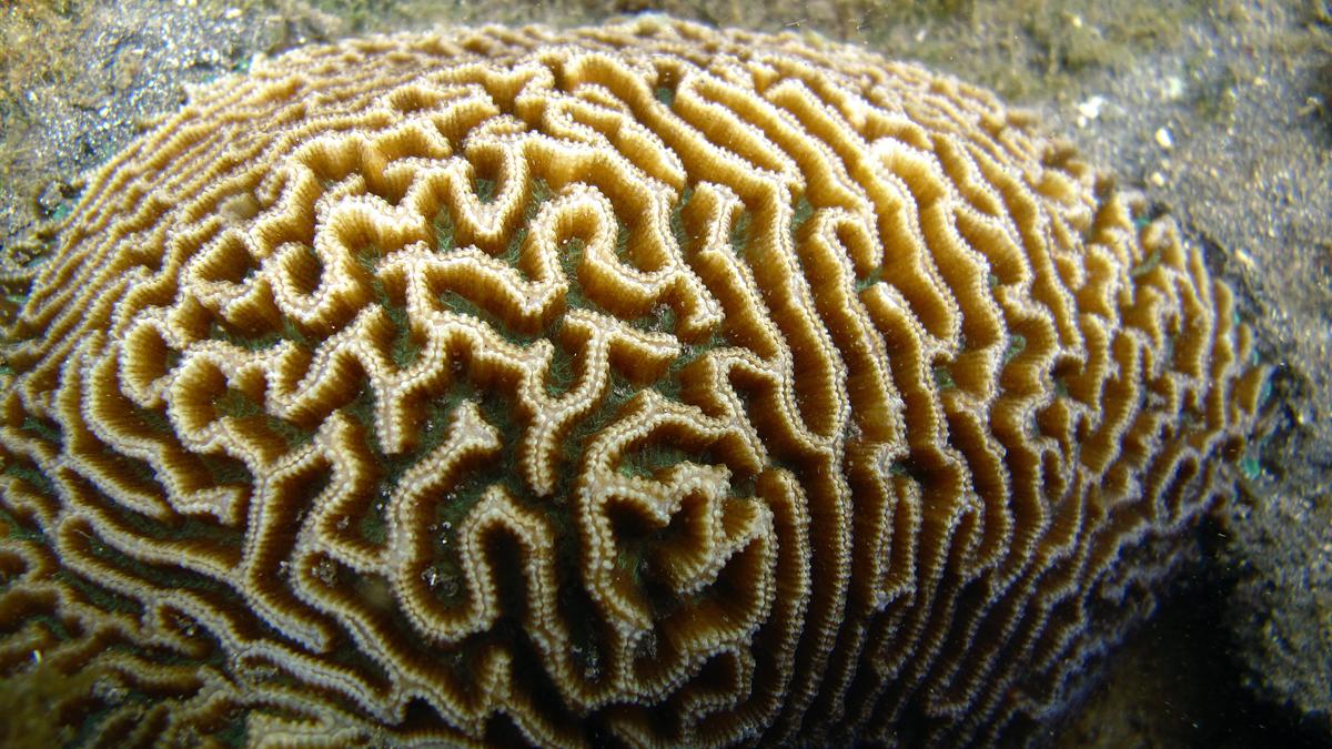 Forskare i Hongkong har lyckats få den sårbara korallen Platygyra att överleva och växa i 3D-printade lerplattor
