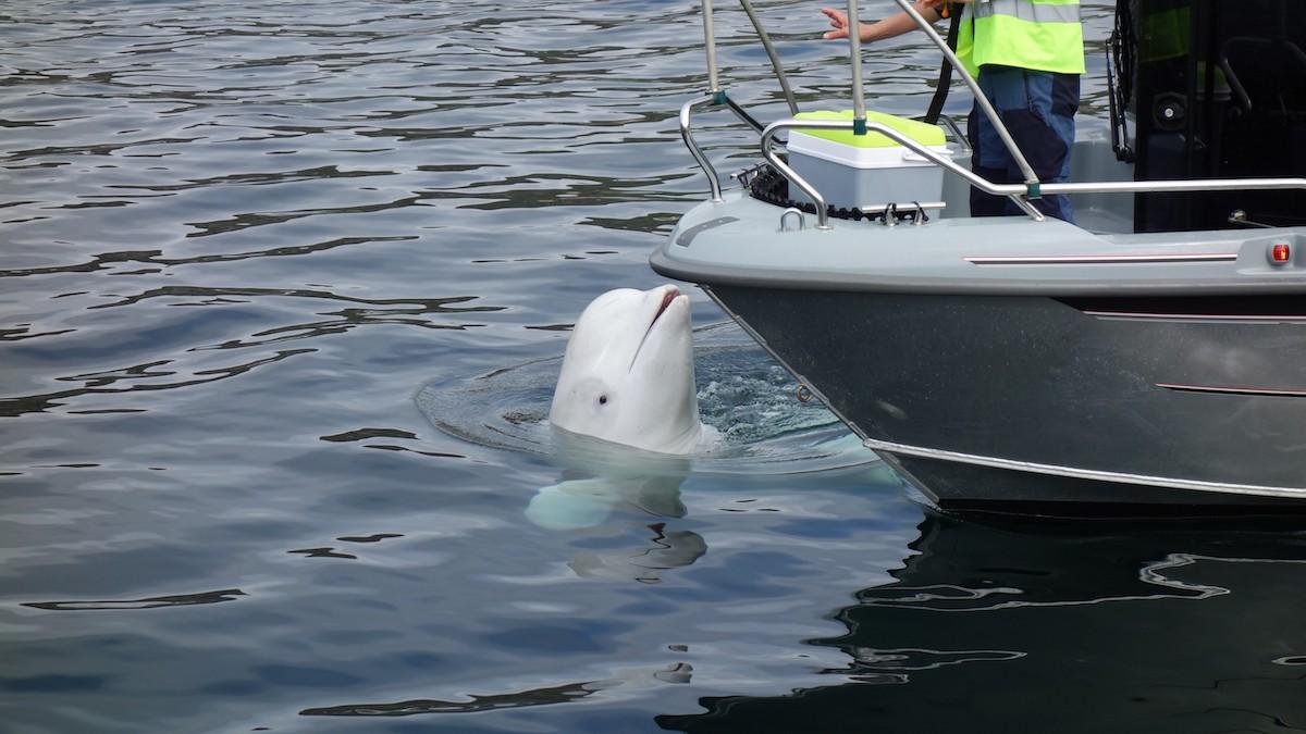 Vitvalen Hvaldimir siktades för första gången i Norge 2019 och simmade då orädd fram till båtar och tiggde mat. Nu har han dykt upp i Hunnebostrand.