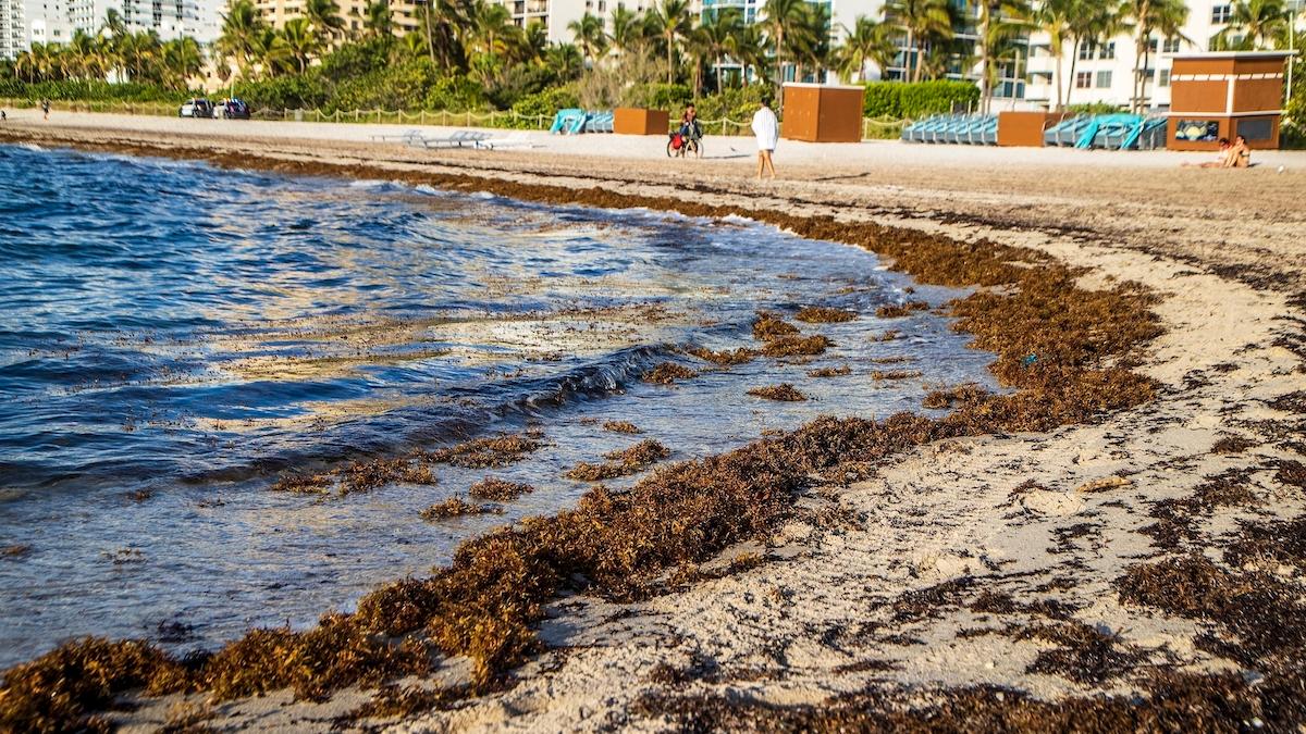 Sargassotång på Miami beach i Florida. Utanför kusten har nu en gigantisk klump av tången ansamlats och forskare har undersökt om bakterier i tången kan infektera människor