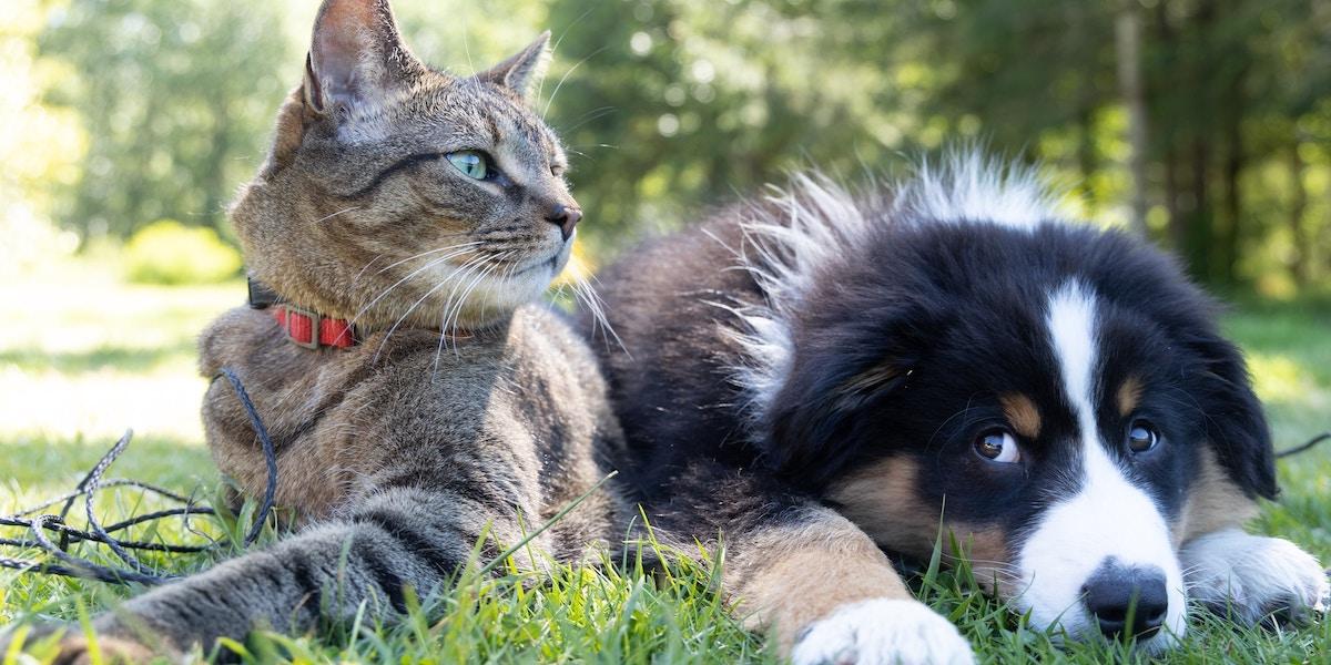 Enligt en studie vill ett oroande stort antal hund- och kattägare inte vaccinera sina husdjur