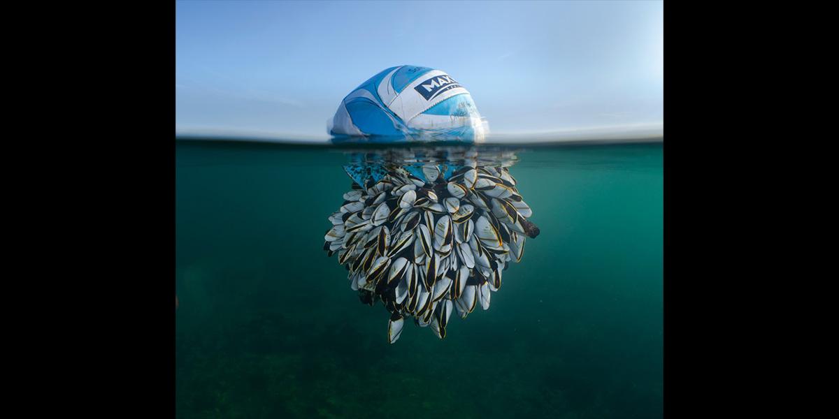 Vinnarbilden i British Wildlife Photography Awards 2024, en fotboll som färdats över Atlanten med ett stort antal liftande havstulpaner