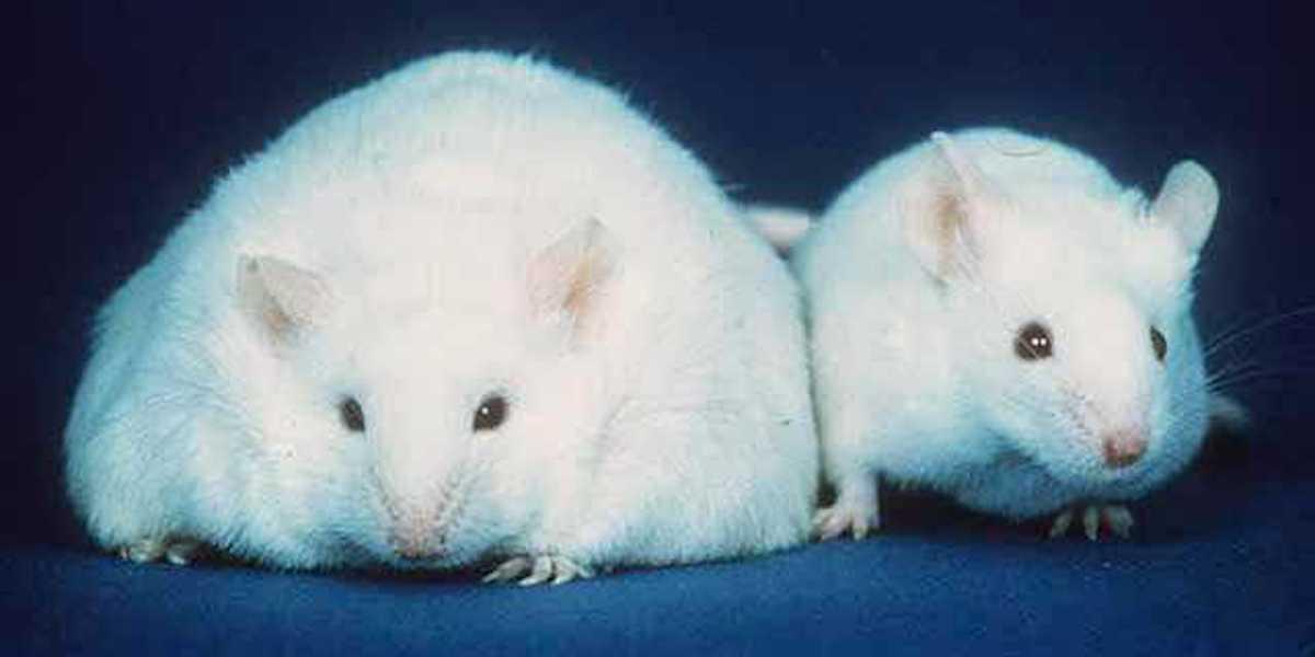 En fet och en normalviktig mus. En ny studie på möss visar hur fetma påverkar hjärnans åldrande