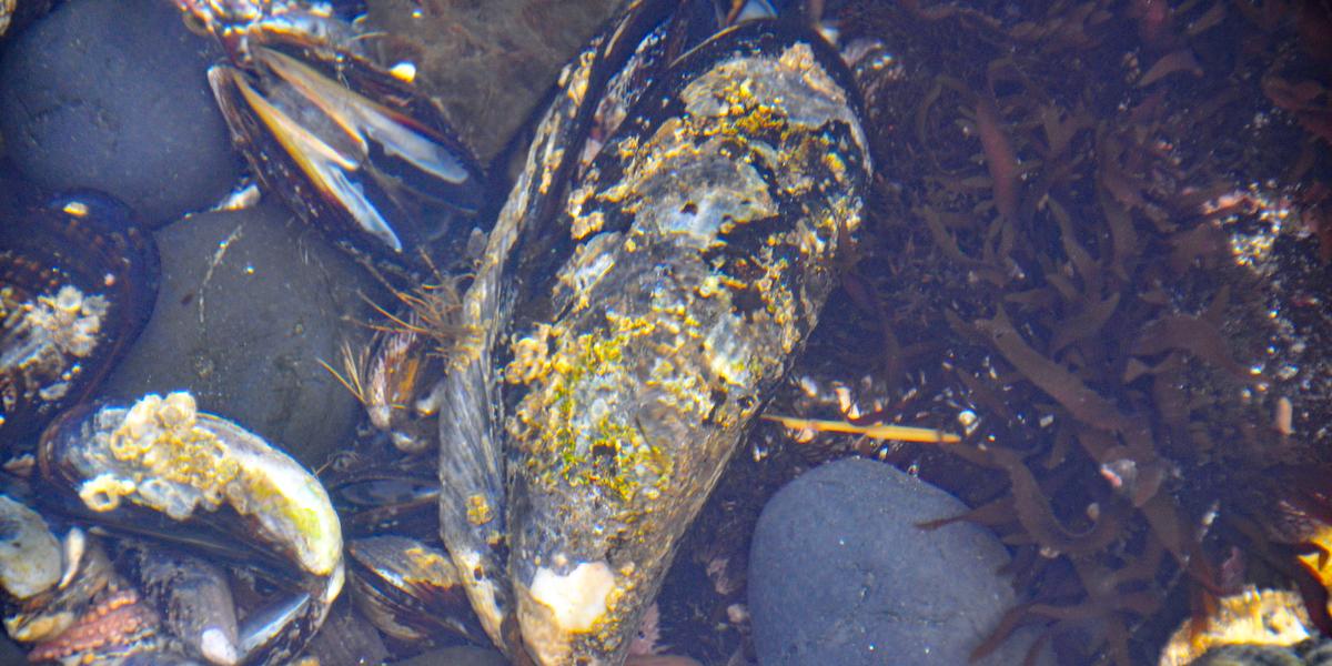 En mussla har fäst sig på en sten. Musslor fäster sig på hårda material, som stenar, med byssustrådar, dessa ska nu ett framskt startupbolag skapa isoleringsmaterial av
