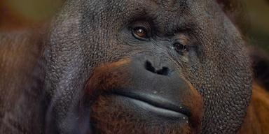 En ny upptäckt bland vilda orangutanger ska öka skyddet kring dem. Orangutangen på bilden är inte samma som i texten.