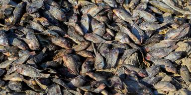 Döda fiskar. I en vattenreservoar i Vietnam har, enligt uppgift i lokalmedia, 200 ton fisk dött på grund av den värmebölja som just nu härjar i Sydostasien