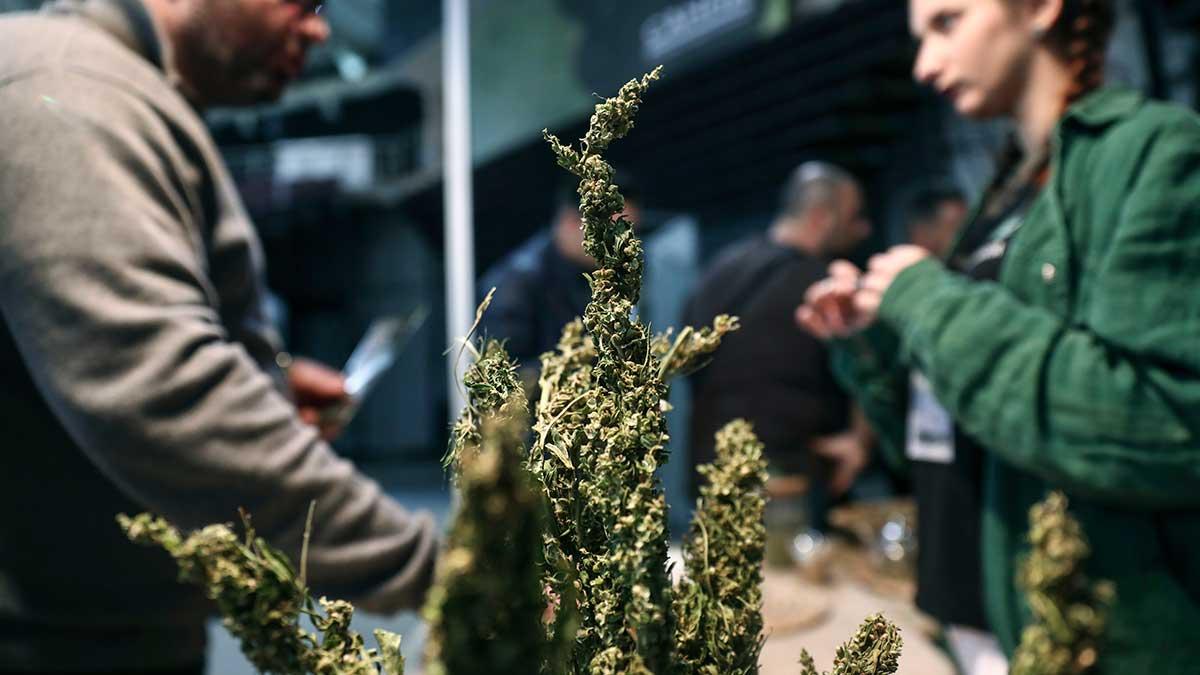 Investmentbolag var likt de senaste månaderna favoriter hos Nordnets privatsparare i januari. Spararna har samtidigt upptäckt nordamerikanska cannabisaktier som haft en mycket stark utveckling på grund av diskussioner kring legalisering. (Foto: TT)