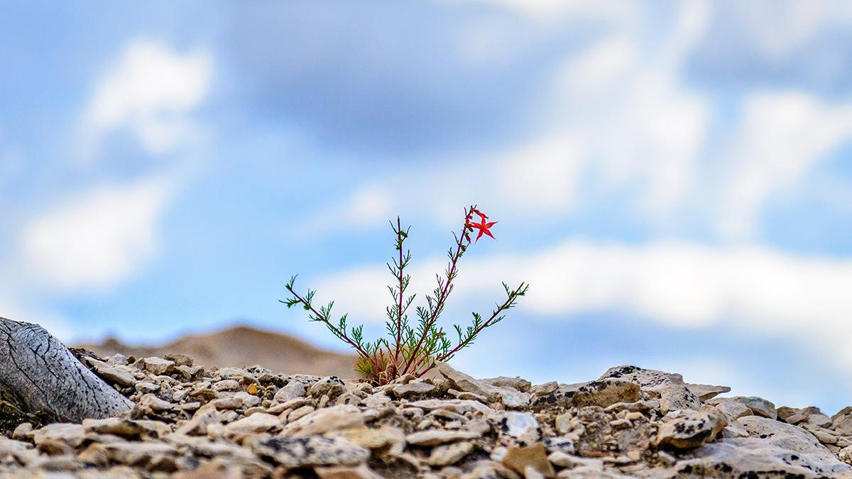 Internationella Valutafonden tror på ett V-formad förlopp med ordentlig tillväxt igen nästa år. (Foto: Stephen Walker/Unsplash)
