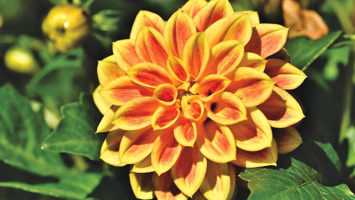 Trädgård sensommar augusti Blomsterfrämjandet
