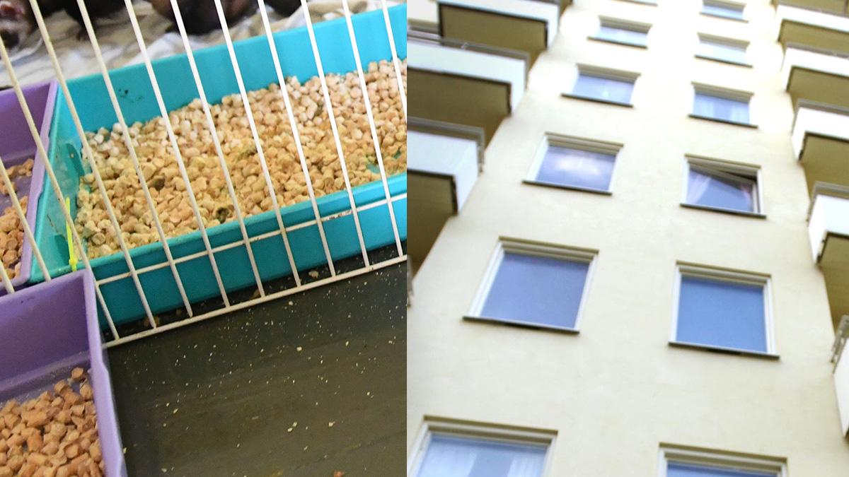 Lägenheten luktade djurkiss - kan kosta paret en halv miljon