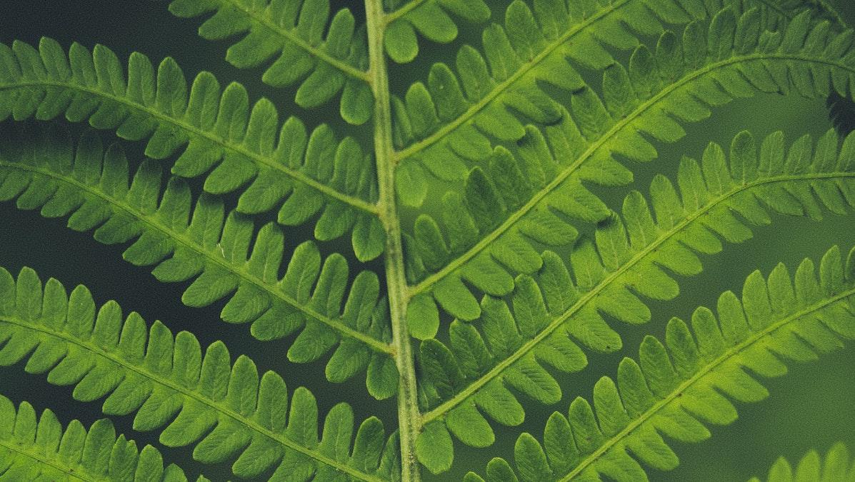 Lär dig tyda tecken på greenwashing i en klimatkampanj. (Bild: Aaron Burden /Unspalsh)