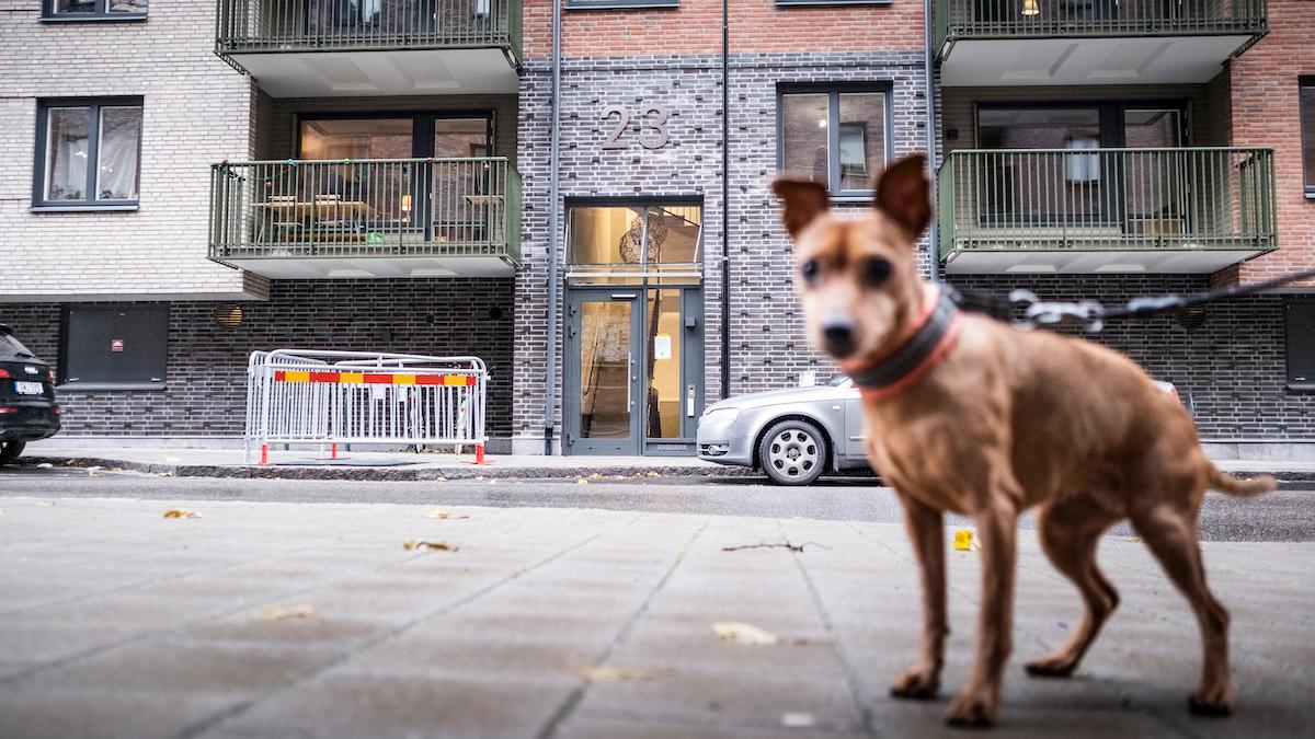 hund vid nybyggt hus