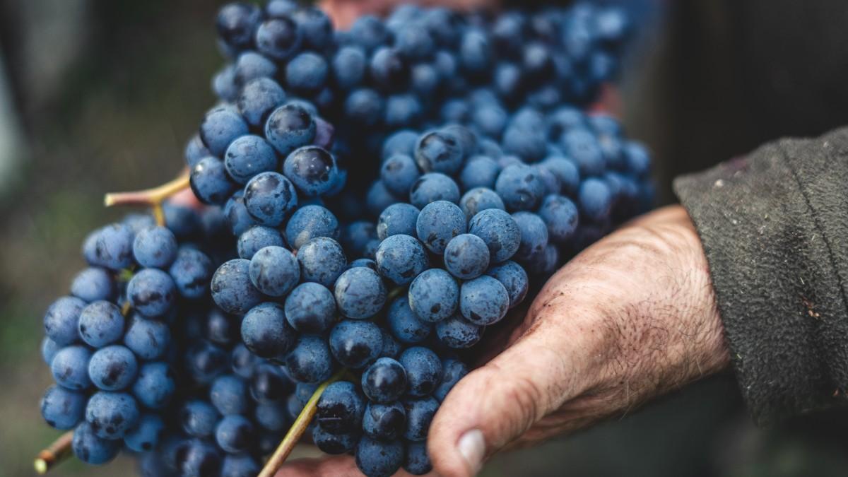 Wines of Ukraine