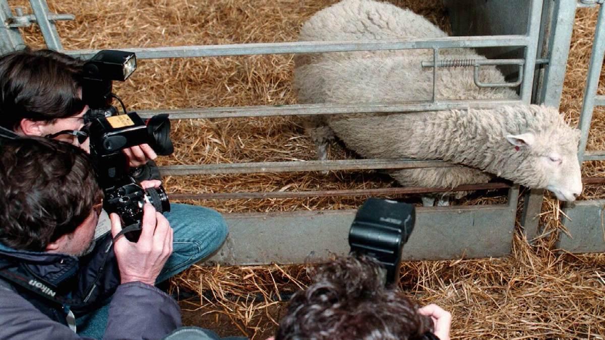 Fåret Dolly som klonades år 1996. Efter det har flera andra däggdjur klonats men inte människan