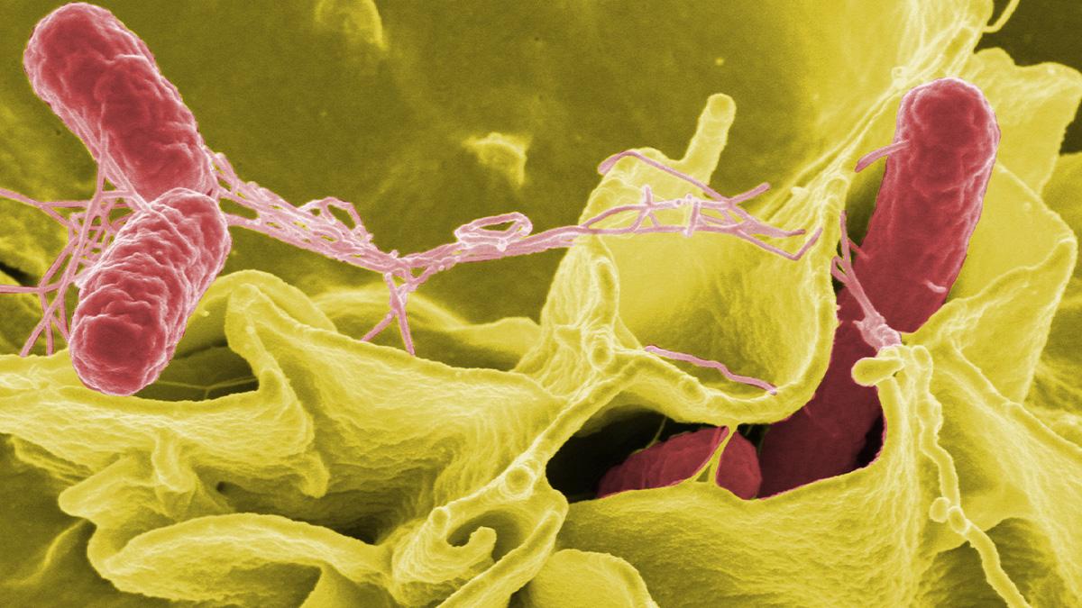 salmonella