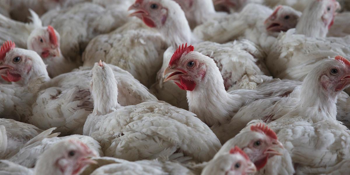 Håns i en hönsfarm. Fågelinfluensa har spridit sig till ett ökande antal däggdjur och nu finns farhågor för att det ska börja sprida sig till människor