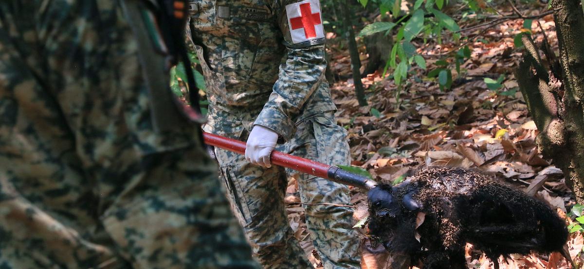Både volontärer och räddningsarbetare samlar in döda apor i Mexiko