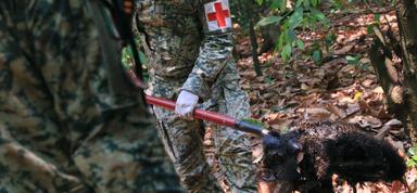 Både volontärer och räddningsarbetare samlar in döda apor i Mexiko