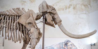 Man tror att mammutben kommer från tre separata mammutar