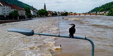 Bild av översvämmad flod i den tyska staden Heidelberg.