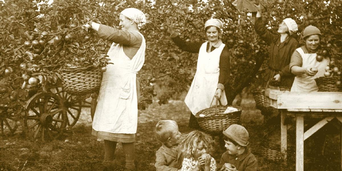 Äppelplockning på Kiviks musteri i början av 1930-talet.