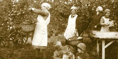 Äppelplockning på Kiviks musteri i början av 1930-talet.