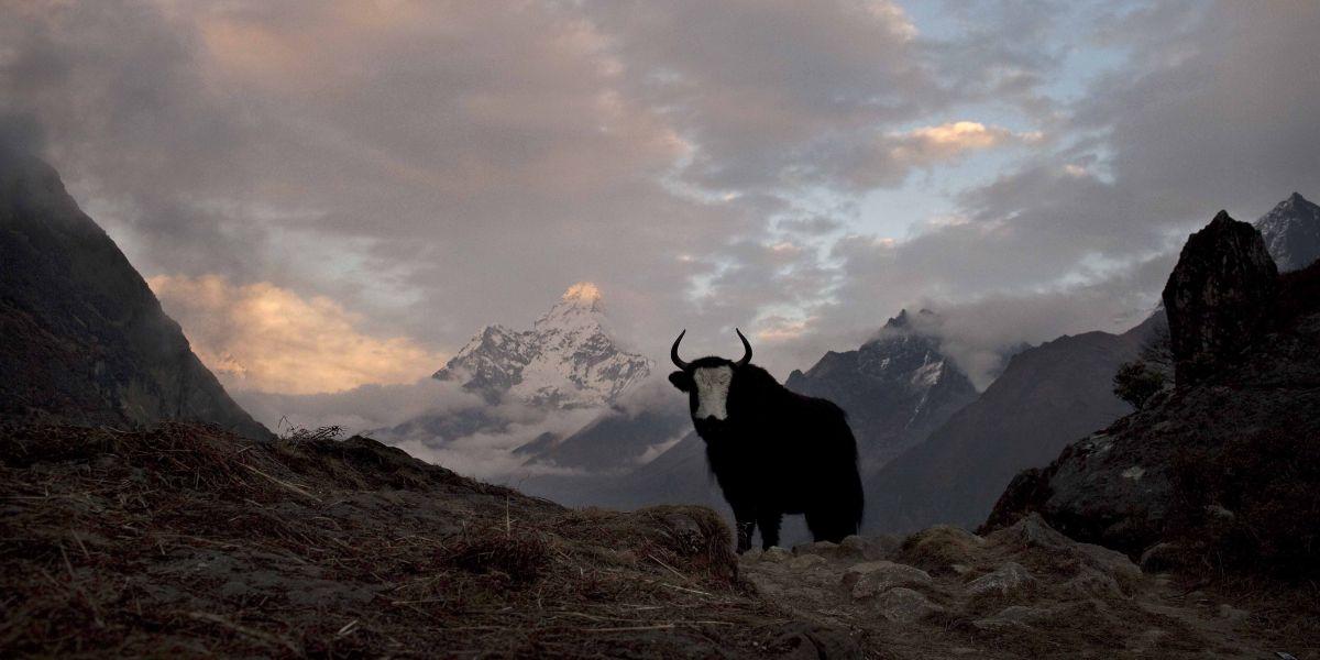 En Yak i Nepal Ama Dablam, där turismen nu hotas av dis och dimma.