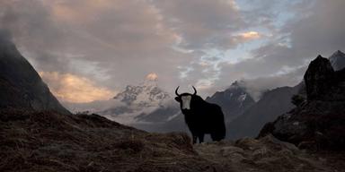 En Yak i Nepal Ama Dablam, där turismen nu hotas av dis och dimma.