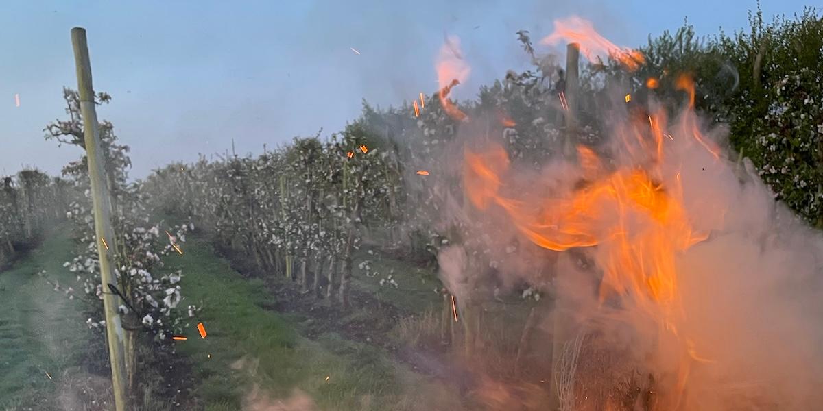 Personal på Kiviks musteri eldade bland äppelträden för att skydda skörden från frost under en ovanligt kall majnatt. (Foto: Kiviks Musteri)