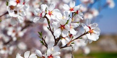 Ny global studie har kartlagt var i världen lycka och välmående blomstrar