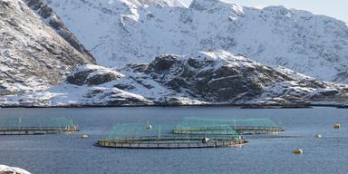 Fiskodling i en vik på Lofoten.
