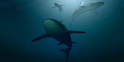 Vindkraftverk i havet blir oväntad fristad för hajar och rockor