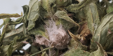 Fusarium head blight är en växtsjukdom orsakad av svamp.