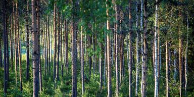Vi avverkar mindre och mindre skog