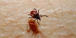Så slipper du fästingar – biologens oväntade råd