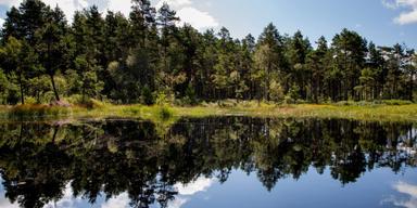 EU-projekt finansierar skogsbad i Sverige