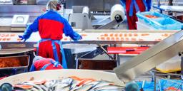 Nytt rekord: Fisk för 85 miljarder