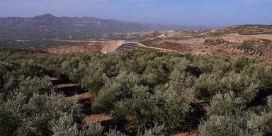 I Messara på Kreta i Grekland, odlas oliver för produktion av olivolja.